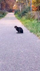 Kitty Says Hello To All Who Listen