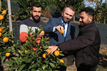 TESCİLLİ RİZE MANDALİNASI, 9 TÜRÜ İLE TÜRKİYE MEYVE LİSTESİNE ADAY