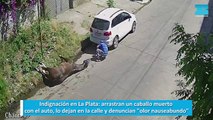 Indignación en La Plata arrastran un caballo muerto con el auto, lo dejan en la calle y denuncian olor nauseabundo