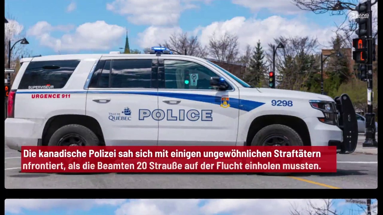 Kanadische Polizei jagt Strauße