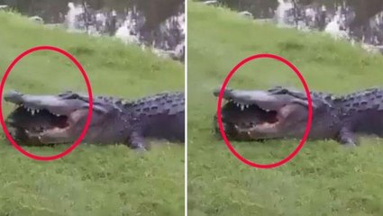 Timsahın dünyada yiyemediği tek canlı! Acı çekince ağzından bırakmak zorunda kaldı