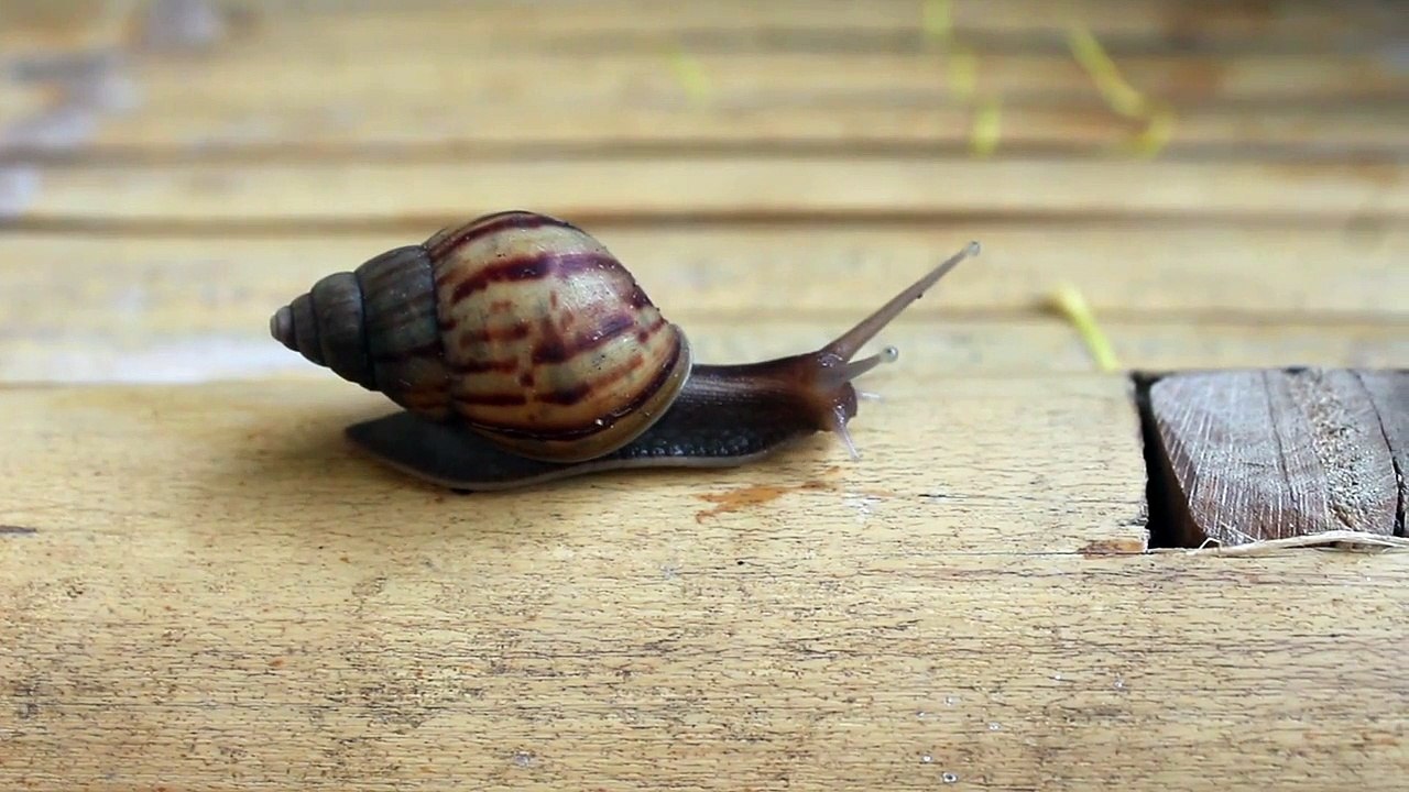 Video siput