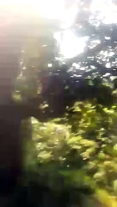 Funny video