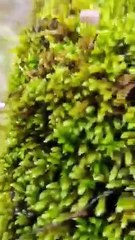 El vídeo de bosques leoneses de Jesís Calleja