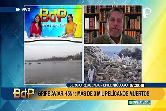 Gripe aviar en Perú: No acercarse a las aves silvestres , recomienda epidemiólogo