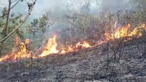 Incendió de magnitud en el norte paceño consume plantaciones cafetaleras, frutales y cocales