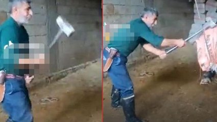 Şimdi hesap zamanı! Keseceği boğanın başına balyozla vurup öldüren şahıs tutuklandı