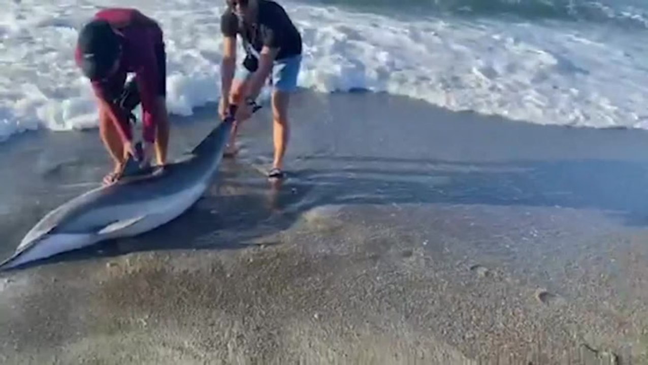 Injured striped dolphin rescued after washing a...