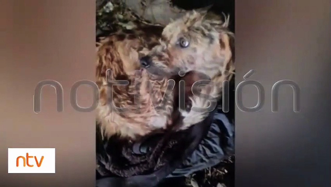 "Animalistas los rescataron": Curandero usaba a perros y gatos para sus rituales