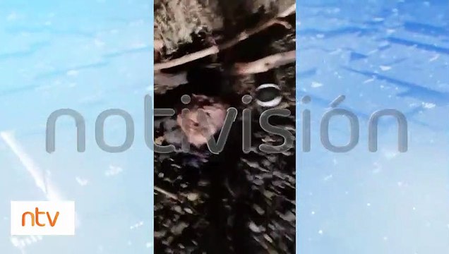 Animalistas los rescataron : Curandero usaba a perros y gatos para sus rituales