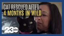 Cat rescued after 4 months missing in the wild