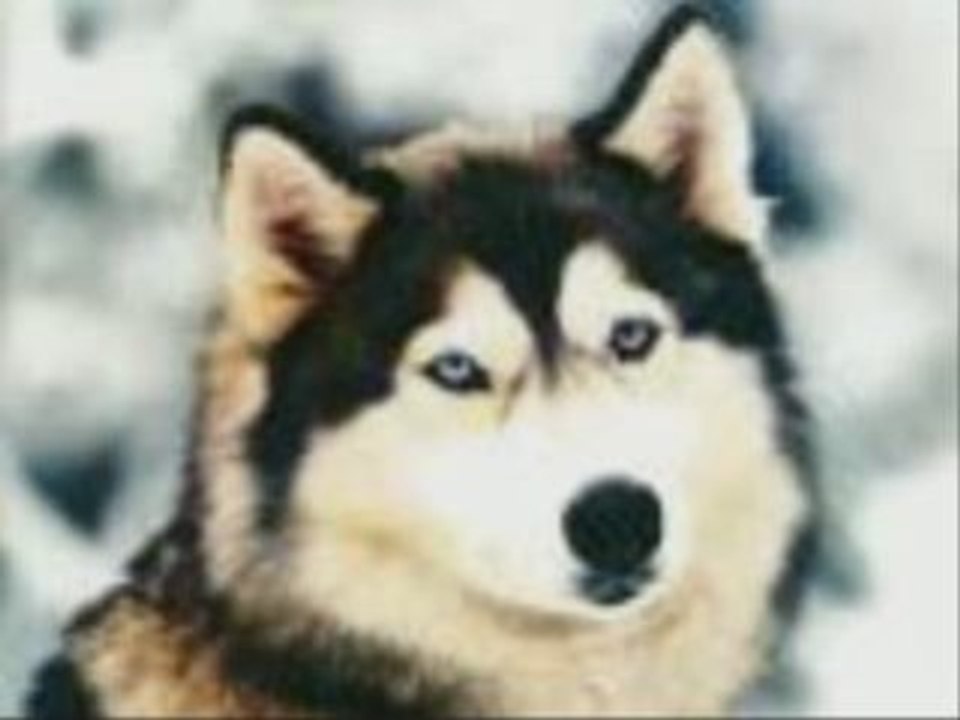 les loup