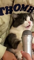 a cats can sing opera