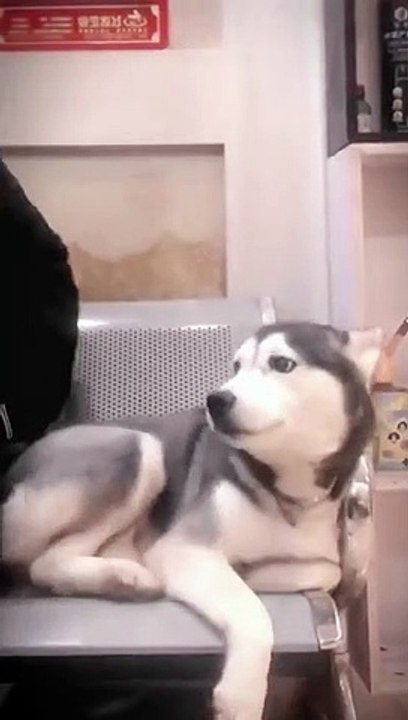 afraid dog have bug look his face