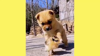 Funny Cats  Video 2021 Funny Animals Compilation Tiktok ! Cute baby Dogs Cats _CuteAnimalsWorld