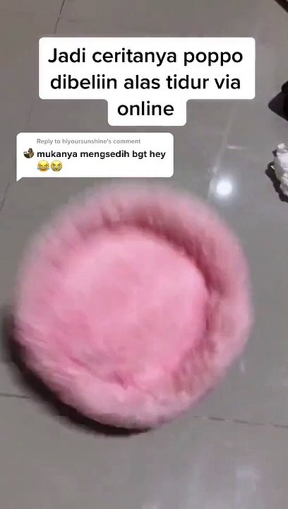 Kucing Lucu (32)