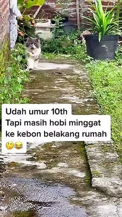 Kucing Lucu (37)