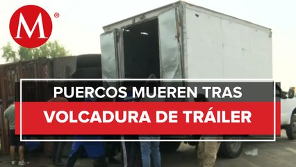 Vuelca tráiler que transportaba puercos en Carretera Texcoco-Lechería