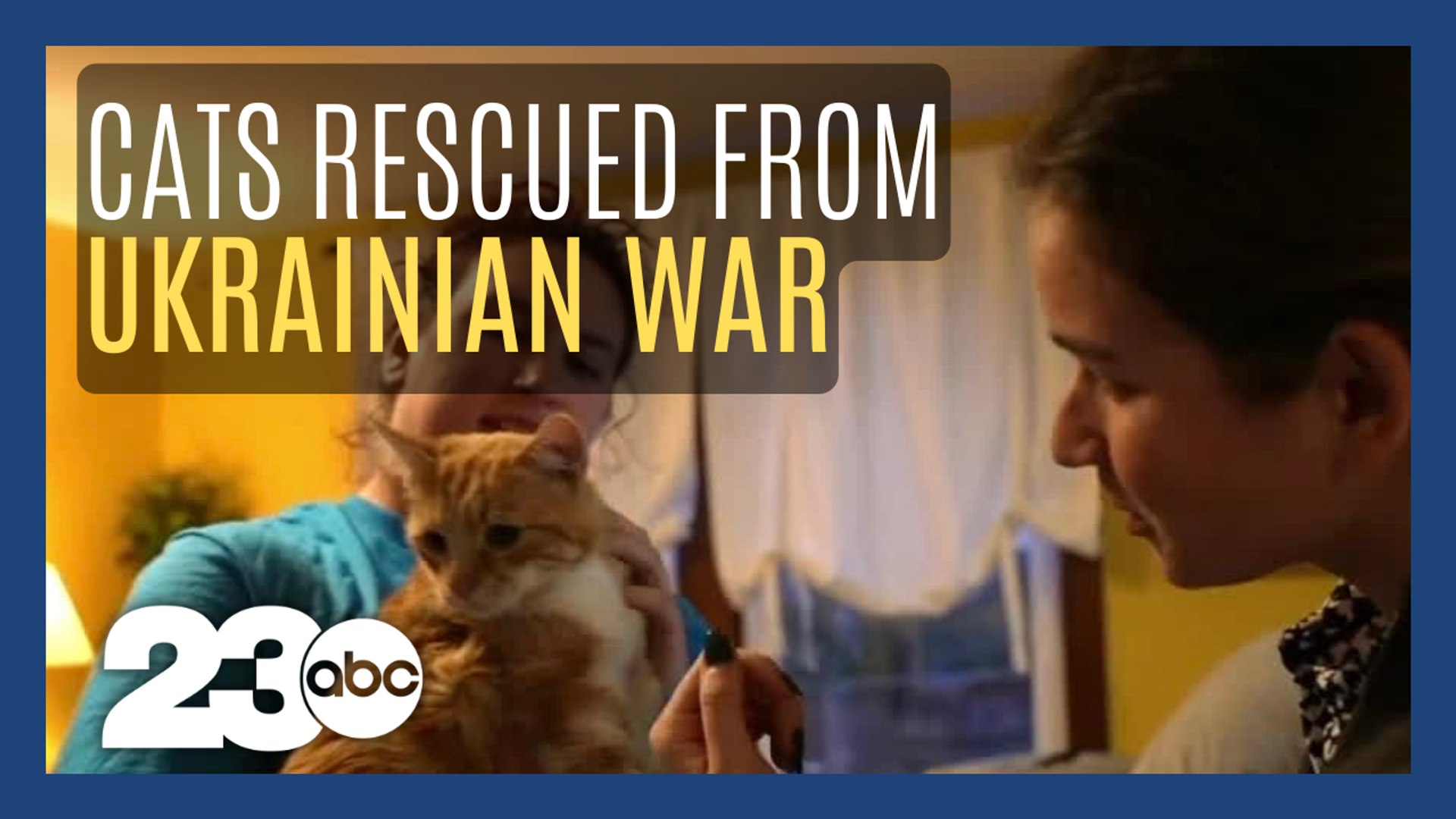 ⁣Cats rescued from Ukrainian war