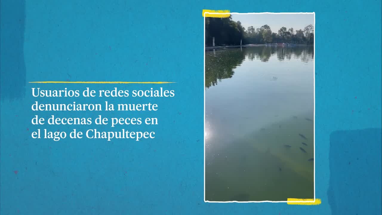 Cientos de peces mueren en el Lago de Chapultepec