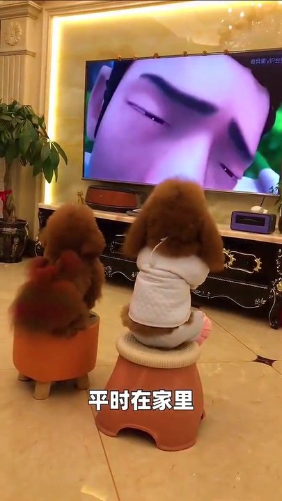 Funniest AnimalsBest Funny Animal Videos