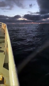 Ils voulaient voir des baleines et des orques, ils vont être servi