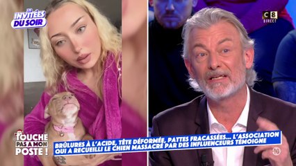Que risquent les deux influenceurs accusés de maltraitance sur un chiot ?