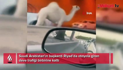 Otoyola giren deve trafiği birbirine kattı