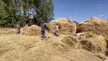 زيادة ملحوظة في إنتاج القمح في إثيوبيا.. ما السر؟