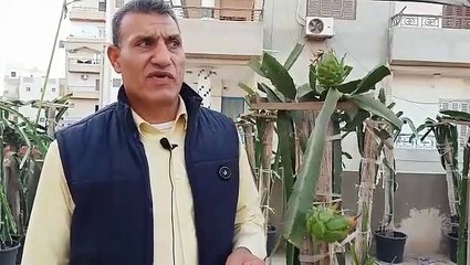 "فاكهة الدراجون" شكل وطعم مختلف.. وهذا سبب انخفاض سعرها من 1000 جنيه لـ150