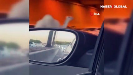 Otoyola giren deve trafiği birbirine kattı