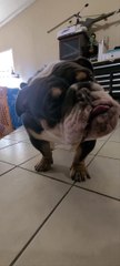 Bulldog Makes Humoruous Expression While Chewing