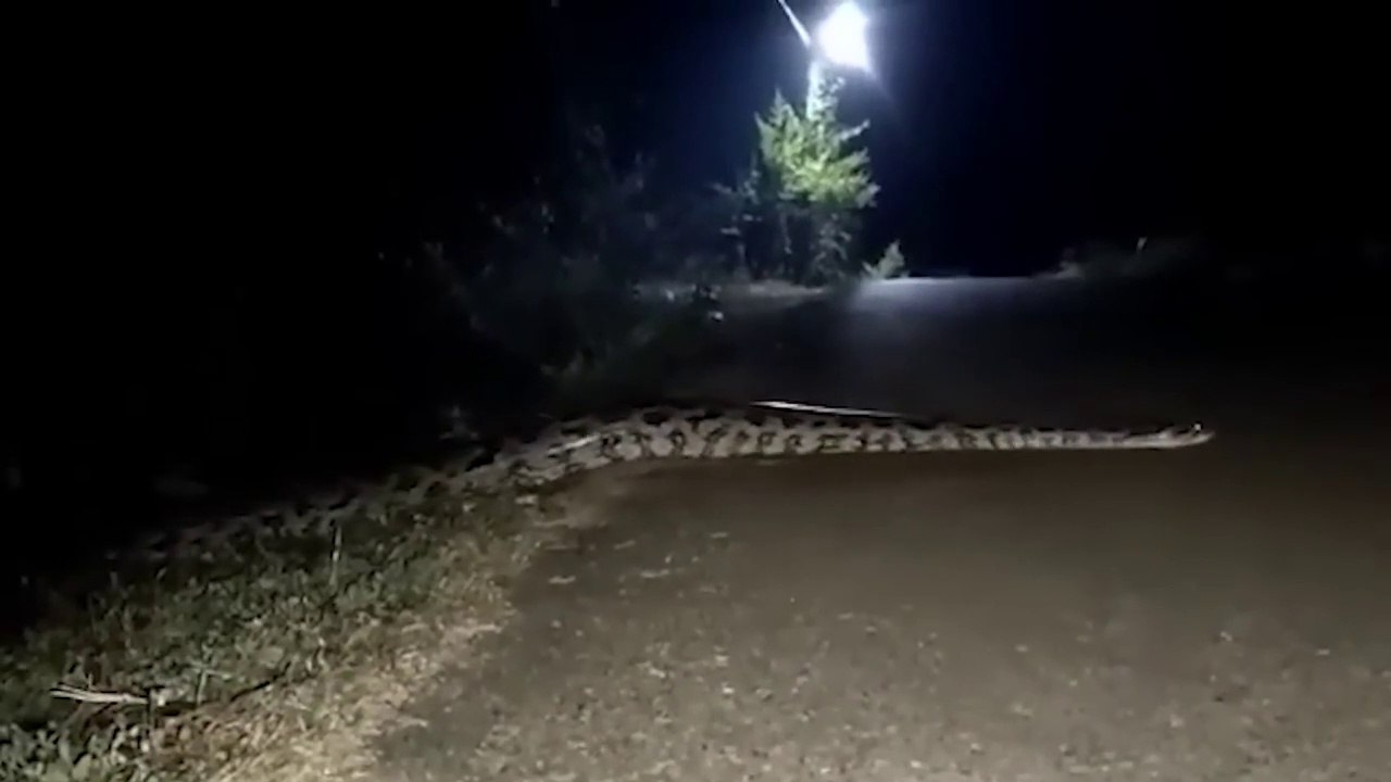 30 Interesting Animal Moments Filmed In The Amazon