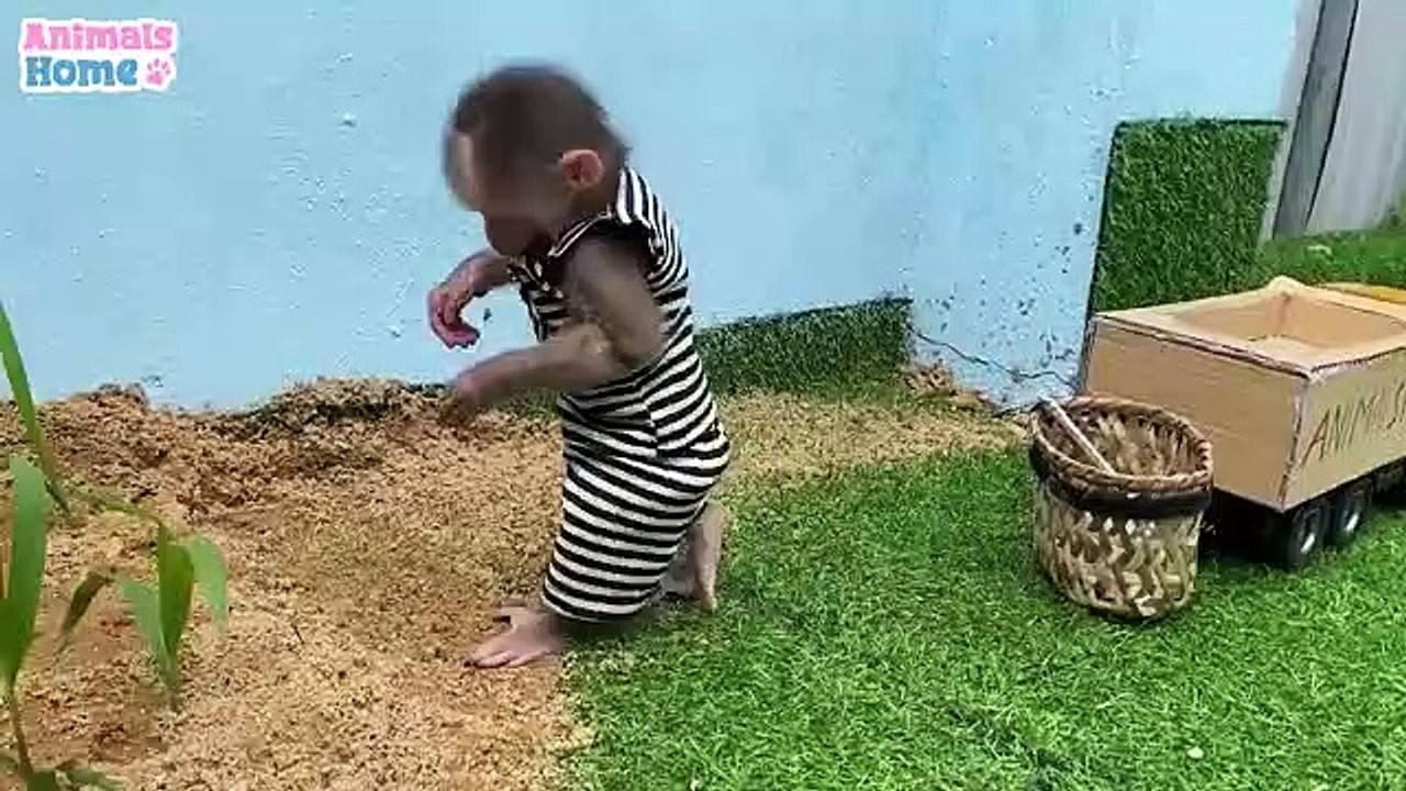Baby_Monkey_Funny_(360p)