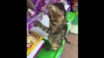  Raising people! funny videos with cats for a good mood! 