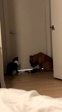 Kitten Swats Pup on the Nose