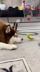 Diesel the Husky and Gosha the Parrot are Best Friends