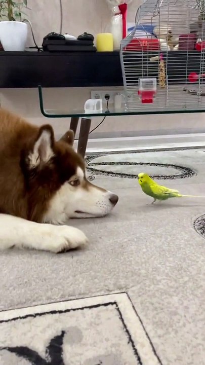 Diesel the Husky and Gosha the Parrot are Best Friends