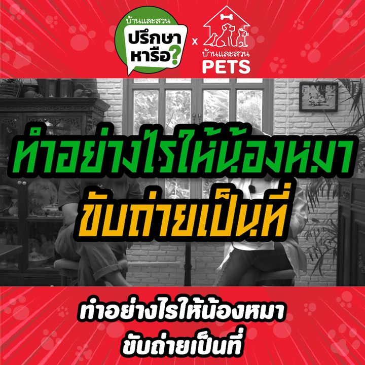 บ้านและสวนปรึกษาหารือ ฝึกสุนัขให้ขับถ่ายเป็นที่