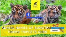 REVEAL NAMES OF SUMATRAN TIGERS TRIPLETS CUBS | ZSL LONDON ZOO