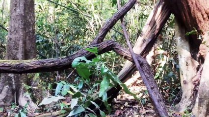 Bàm bàm loài cây dây leo khổng lồ của rừng nhiệt đới
