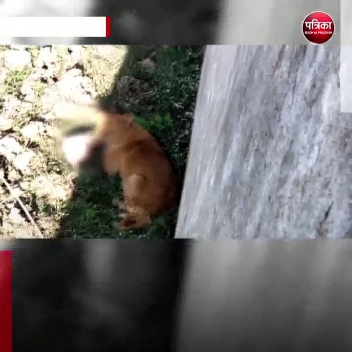 विदिशा (मप्र): नवजात के शव को मुंह में दबाकर ले जाता दिखा कुत्ता