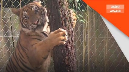 Perhilitan | Tiga ekor harimau Malaya ditangkap sejak 2019