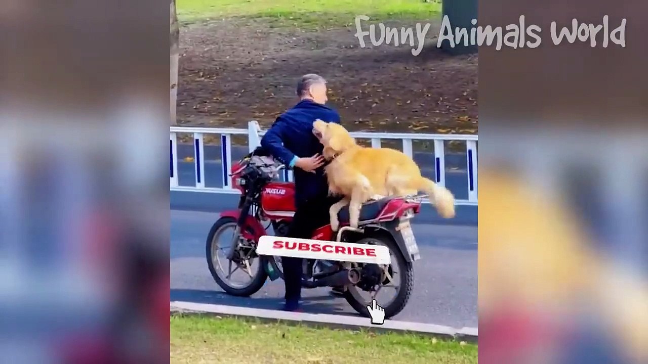 Funniest Dogs And Cats Videos  - Best Funny Animal Videos 2022  #8