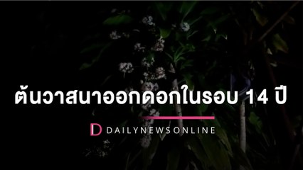 ต้นวาสนาออกดอกในรอบ 14 ปี ฮือฮามาให้โชค ถูไถได้เลขเด็ดโดนใจ! | HOTSHOT เดลินิวส์ 29/11/65