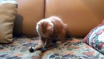 cute cats playing video---- __cat funny video. _cute _beautiful _funny