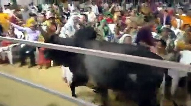 Ashok Gehlot बोले, 'Congress मीटिंग में सांड-गाय छोड़ देते हैं BJP वाले', देखें VIRAL VIDEO