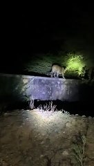 Panther झुंझुनूं में पैंथर के घर आए नन्हे मेहमान