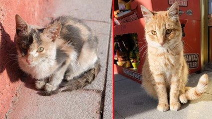 Kiminin kuyruğu, kiminin bacağı yok! Kent sakinleri, kedilere eziyet eden kişilerin bulunmasını istiyor