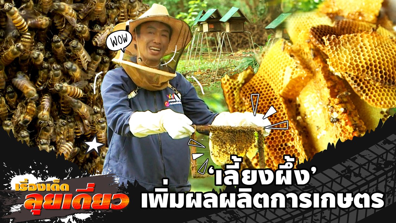 เรื่องเด็ดลุยเดี่ยว | เลี้ยงผึ้ง เพิ่มผลผลิตการ...